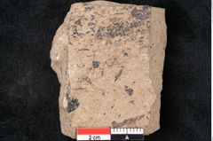 Foto (Detailansicht) von Araucaria sternbergii Goeppert (NHMW-GEO-2024-0188-8270)